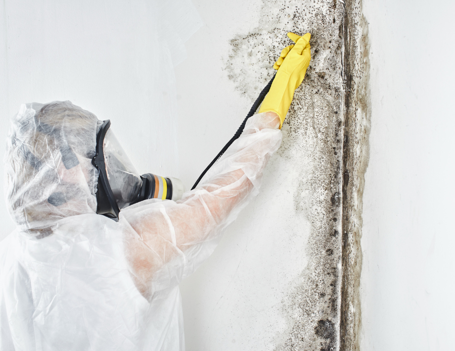 How to get rid of Black Mold