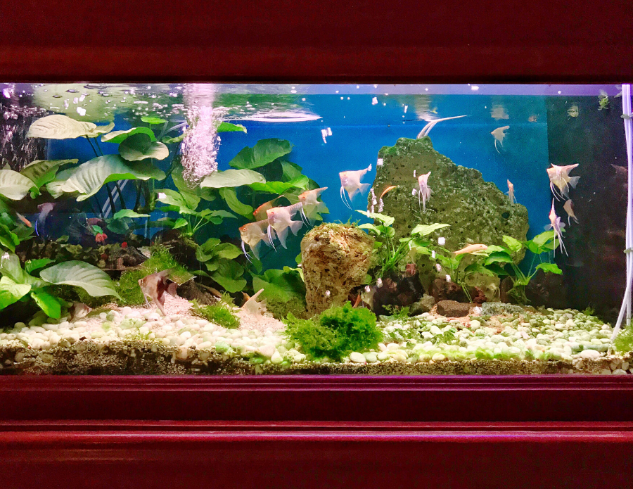 How to Clean an Aquarium Fish Tank