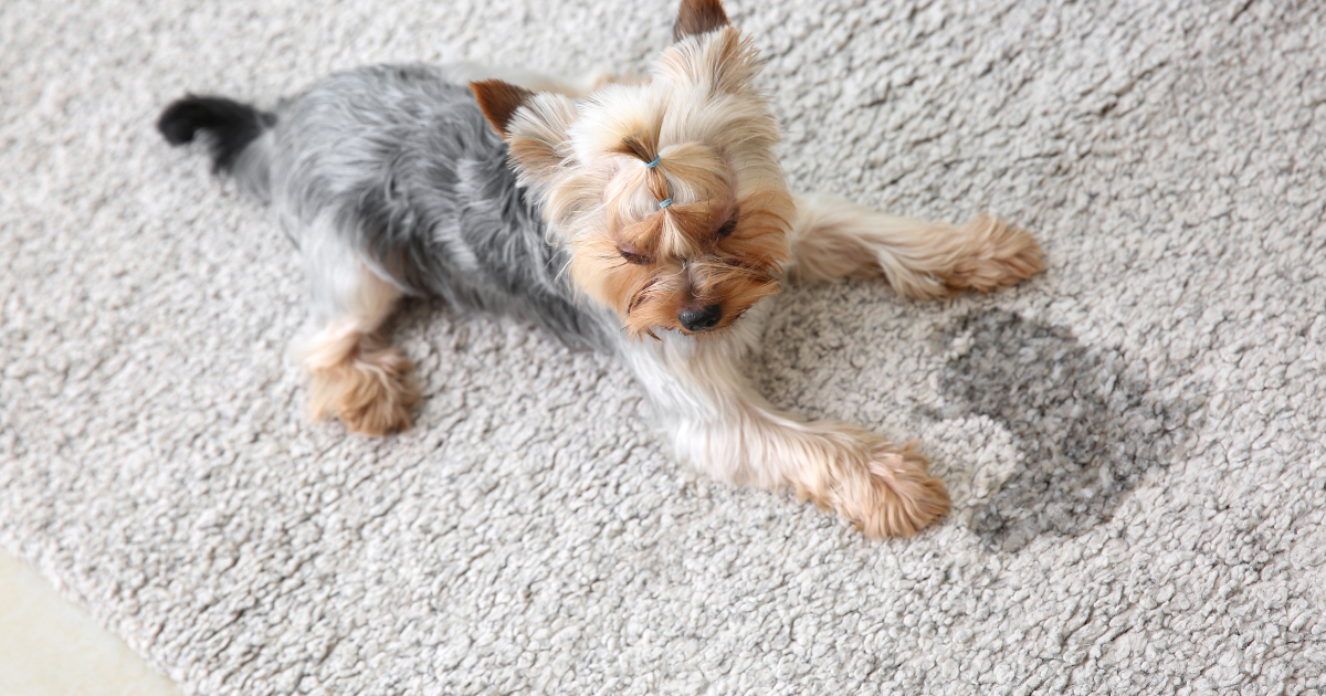How to get Dog Urine Smell out of Carpet