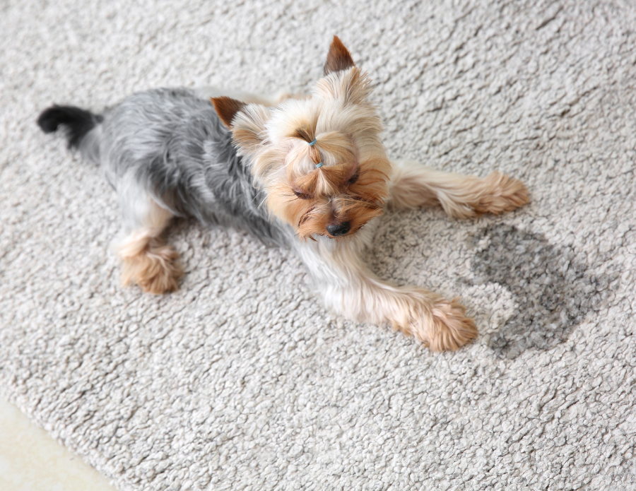 How to get Dog Urine Smell out of Carpet