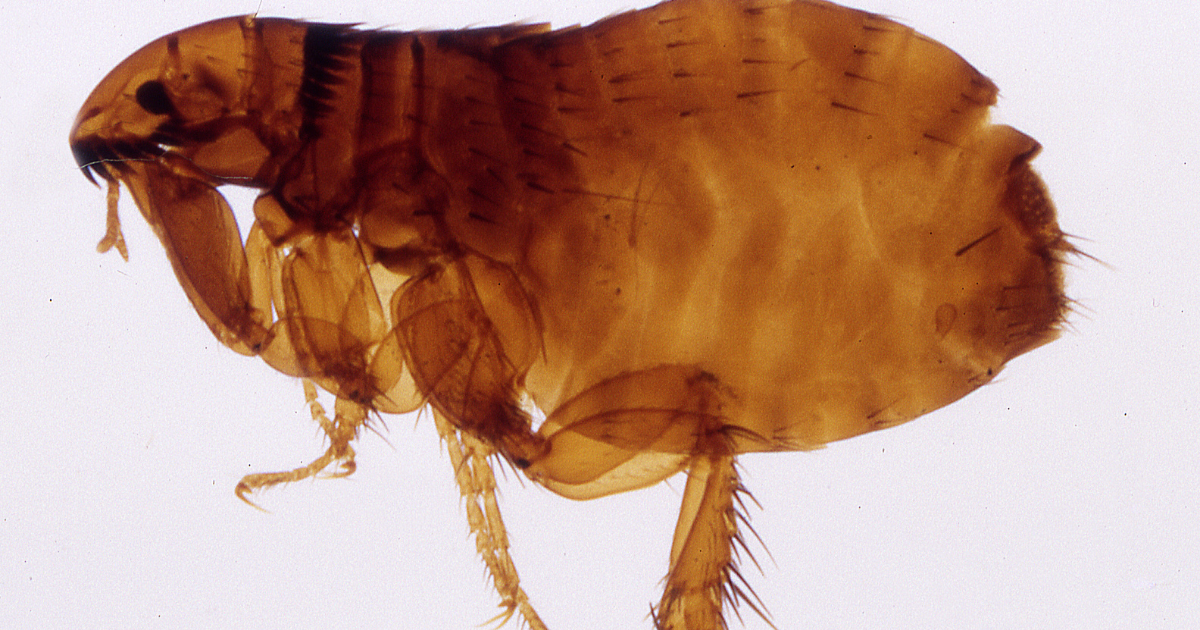 How to get rid of Fleas in your Home