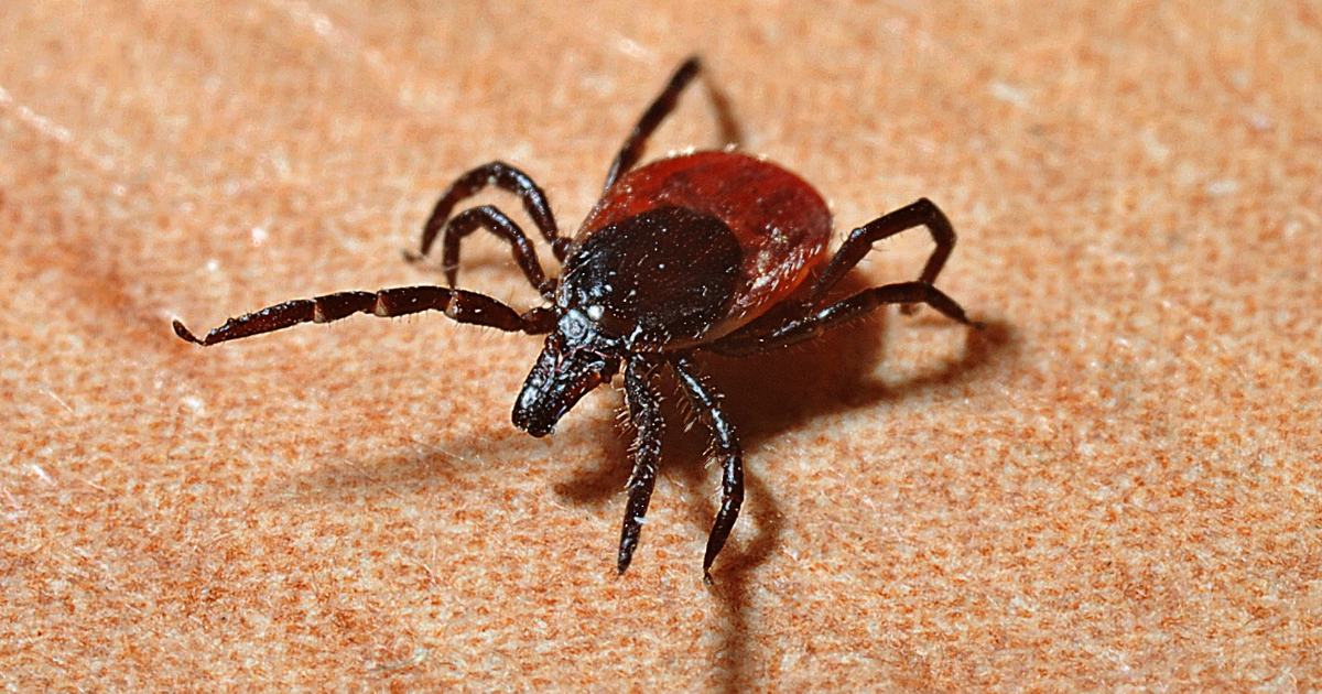 How to get rid of Ticks in your Home